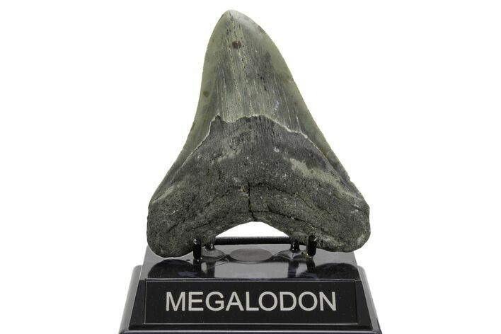 Serrated, Fossil Megalodon Tooth - North Carolina #378010
